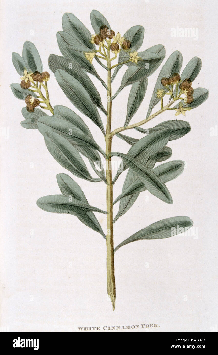 Sprig of white cinnamon (Canella alba), 1823. Artist: Unknown Stock Photo