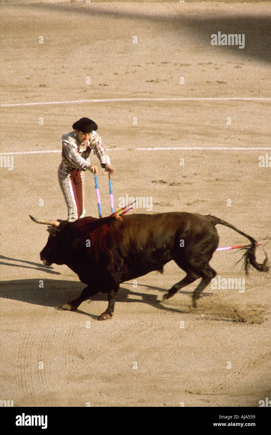 A Matador pushes barbed knives into the bull so that the bull weakens through loss of blood during a bullfight in Spain Stock Photo