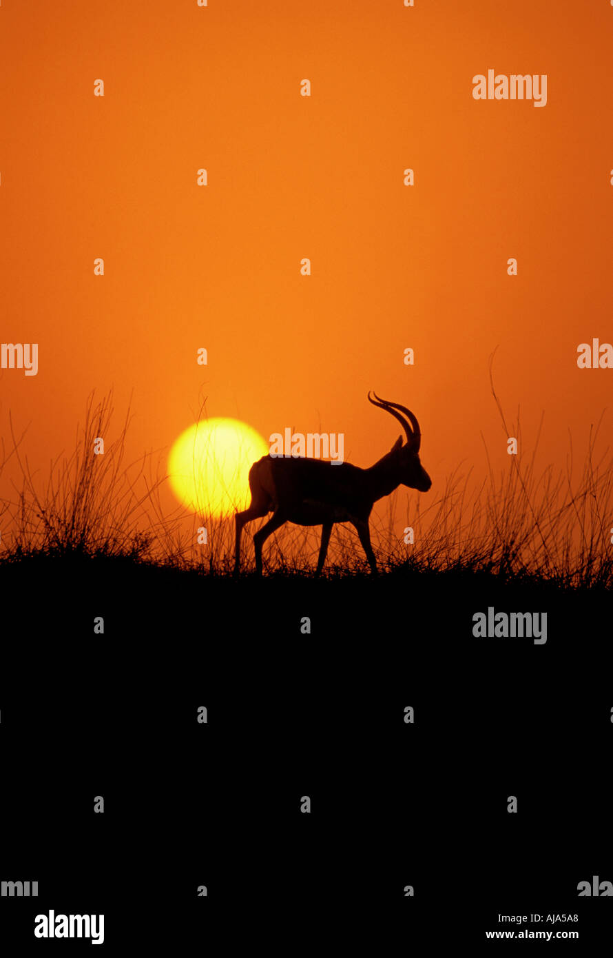 Sand gazelle at sunset Stock Photo - Alamy