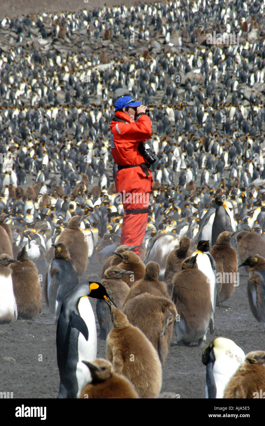 Rookery community antarctica hi-res stock photography and images - Alamy