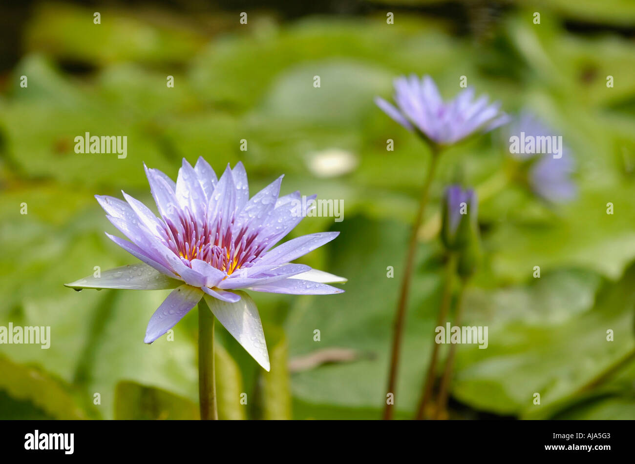 Purple water lily Stock Photo - Alamy