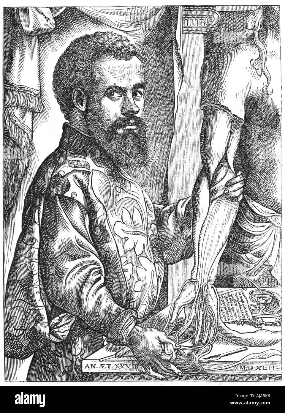 Andreas Vesalius, 16th century Flemish anatomist. Artist: Unknown Stock Photo