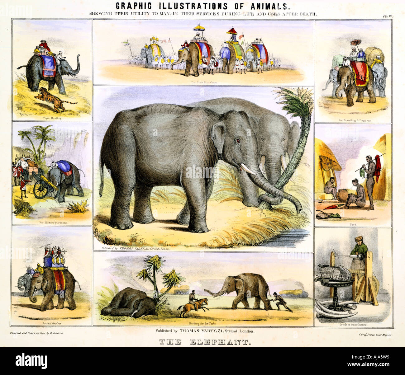 'The Elephant', c1850. Artist: Benjamin Waterhouse Hawkins Stock Photo