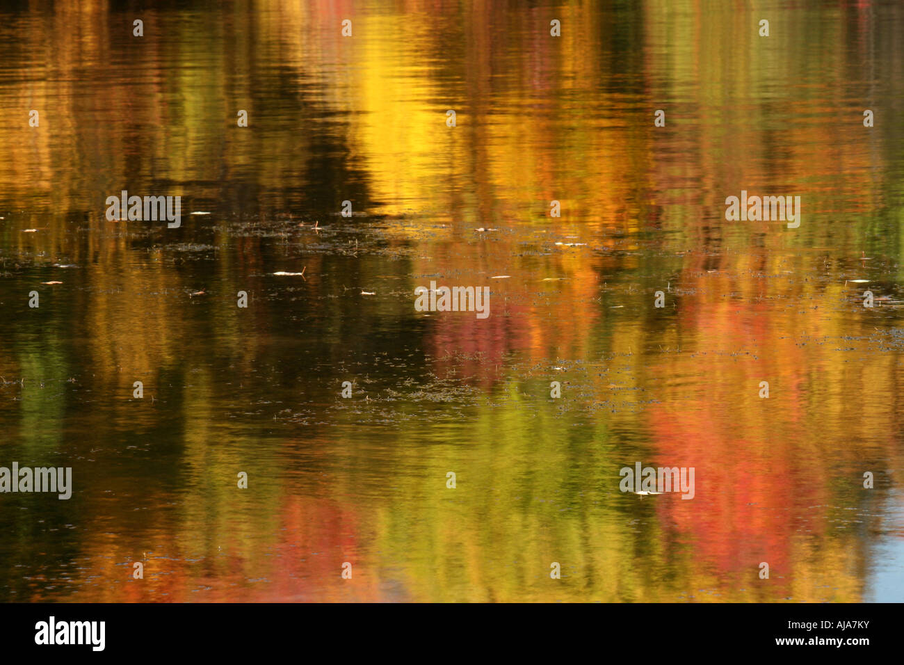 Reflection of autumn trees in lake Stock Photo - Alamy