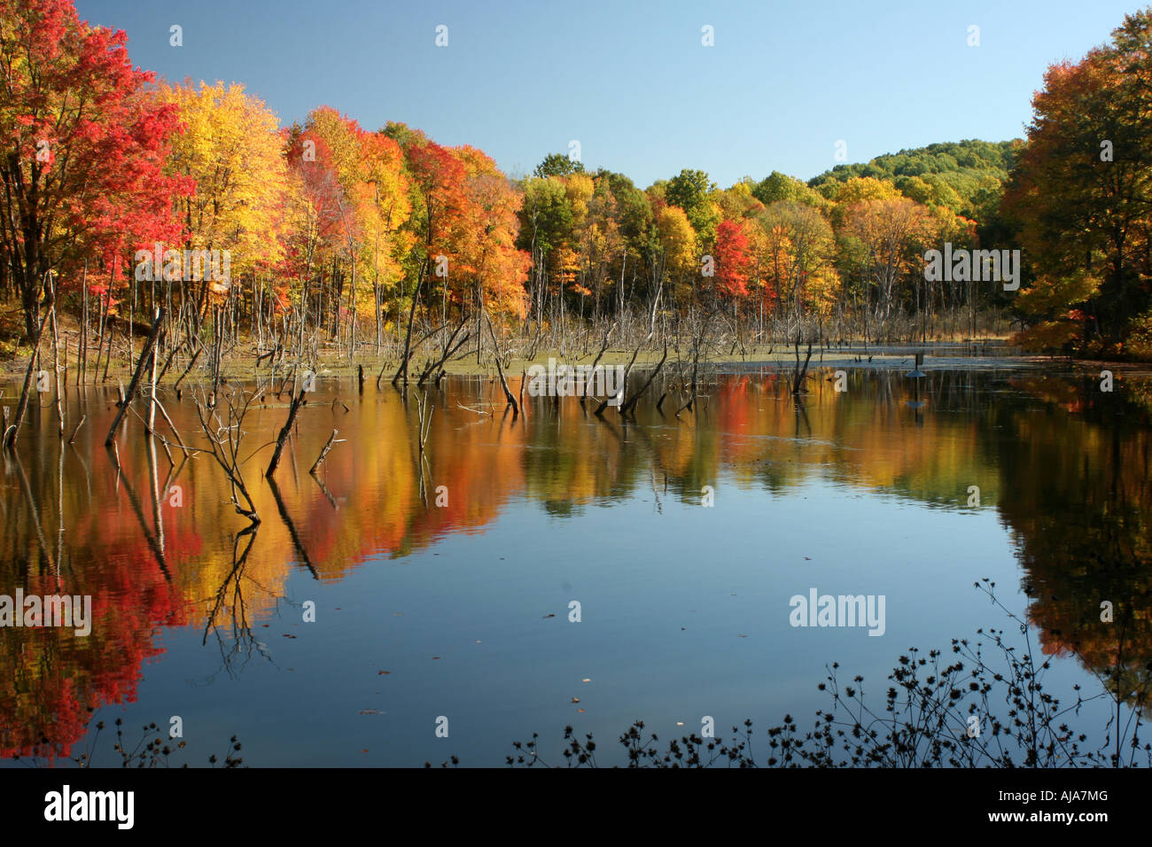 Autumn trees reflecting in lake Stock Photo - Alamy