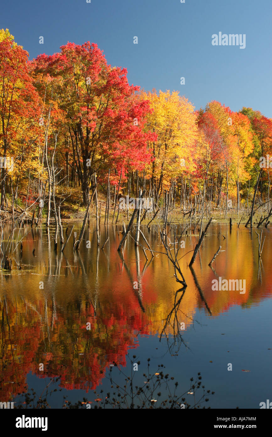 Autumn trees reflecting in lake Stock Photo - Alamy