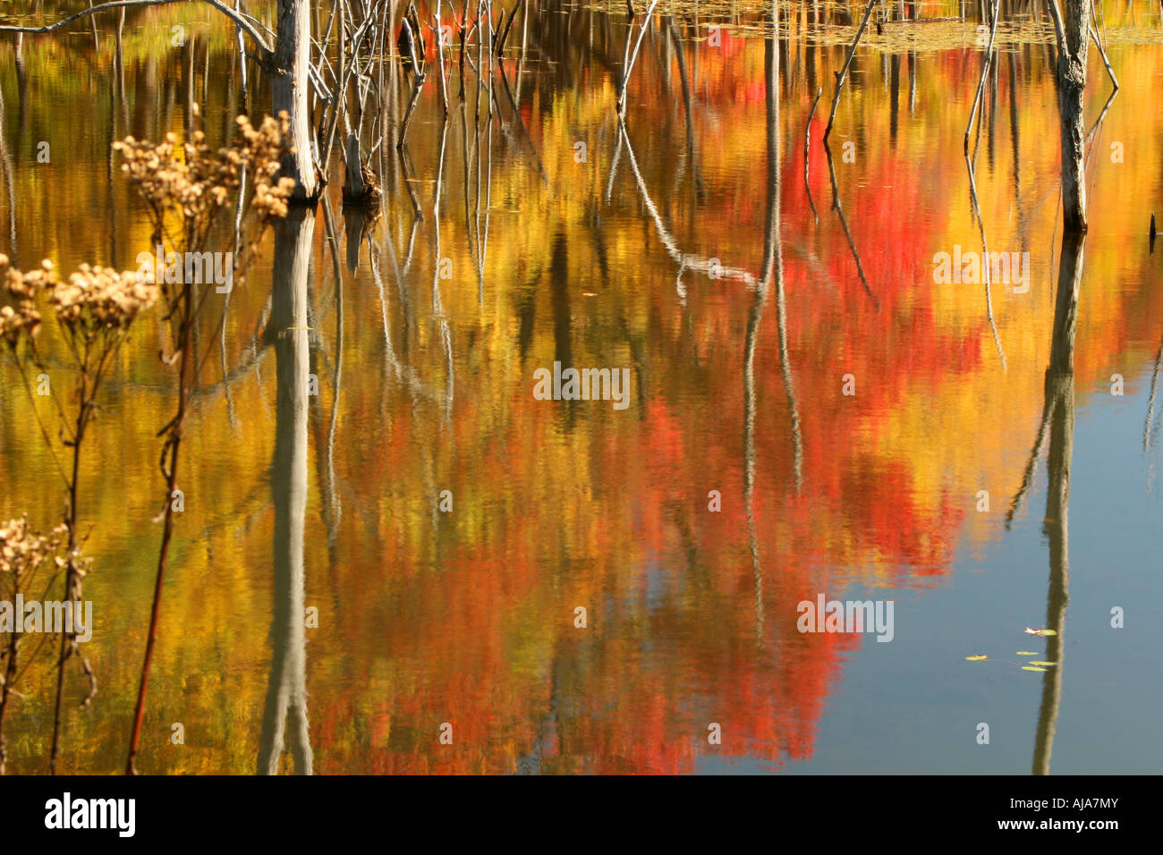 Autumn trees reflecting in lake Stock Photo - Alamy