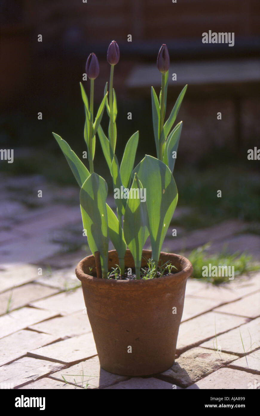 Three Queen of the Night tulips in bud and about to flower Stock Photo Alamy