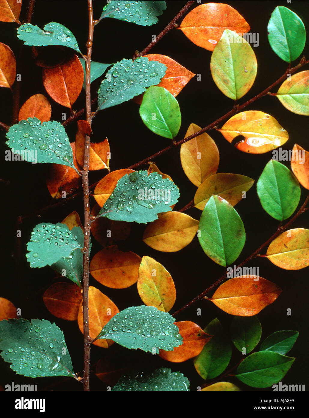 Colorful drop on leaves hi-res stock photography and images - Alamy