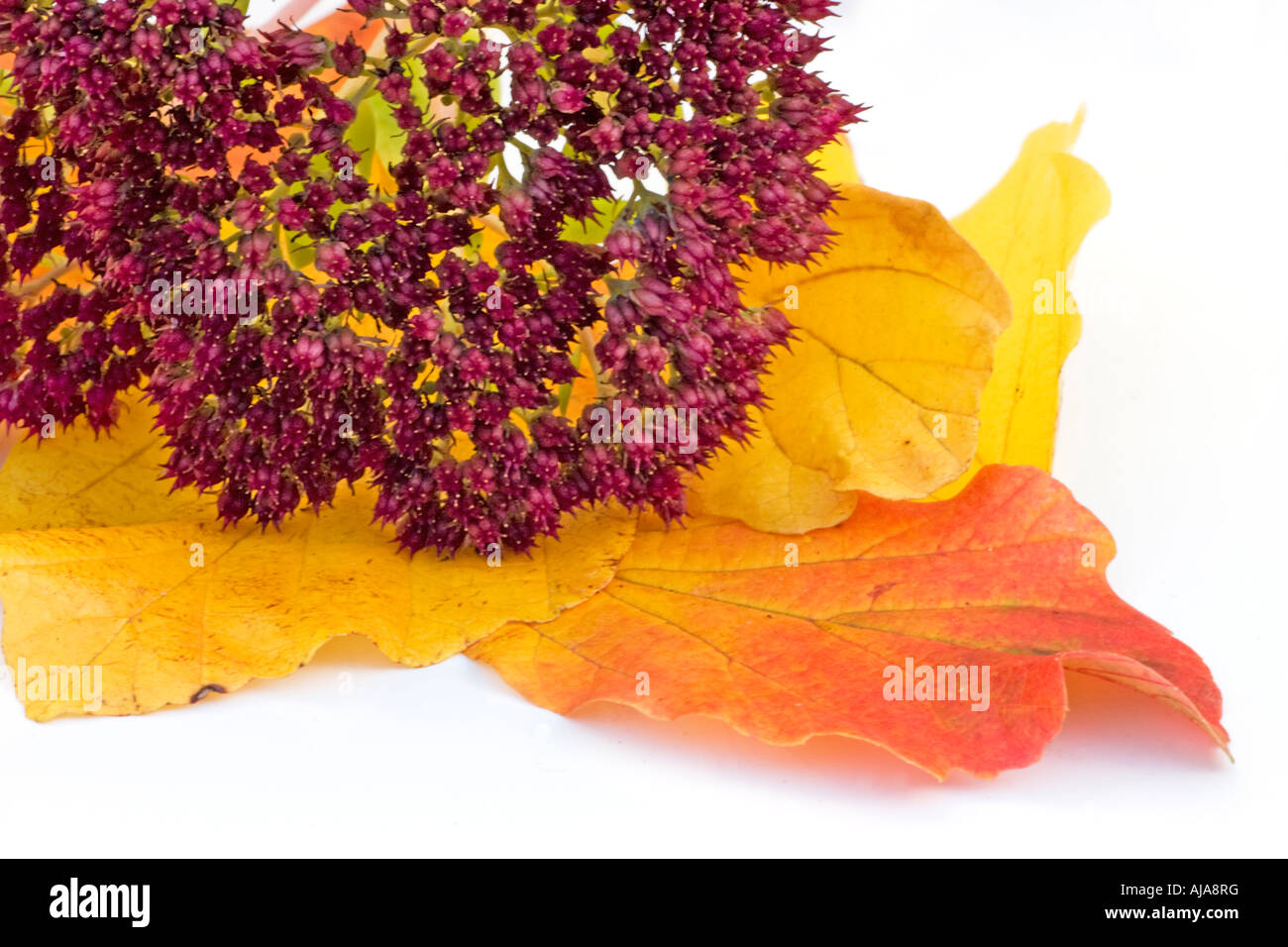 Autumn leaves and flowers Stock Photo