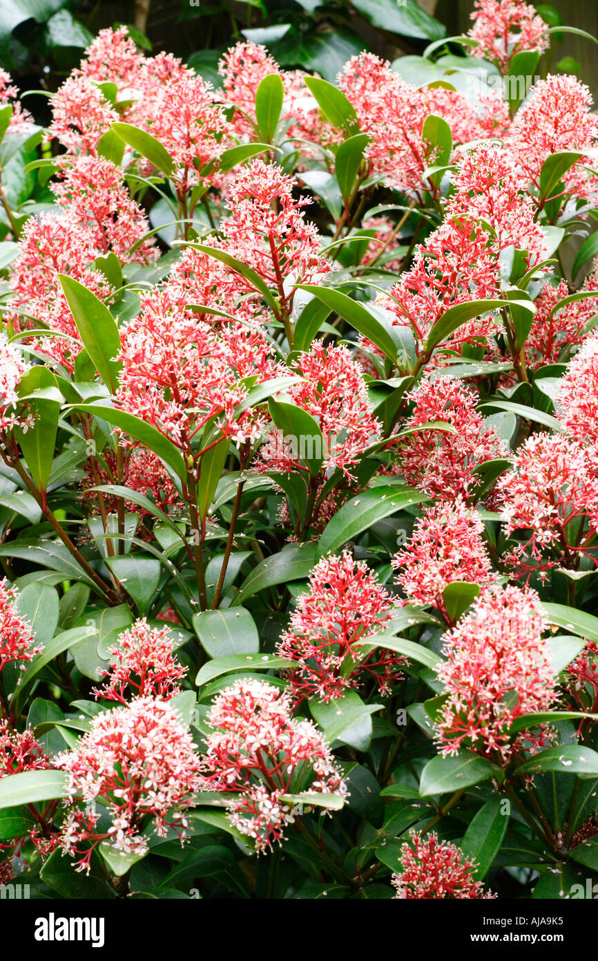 Skimmia evergreen shrub in bloom Stock Photo