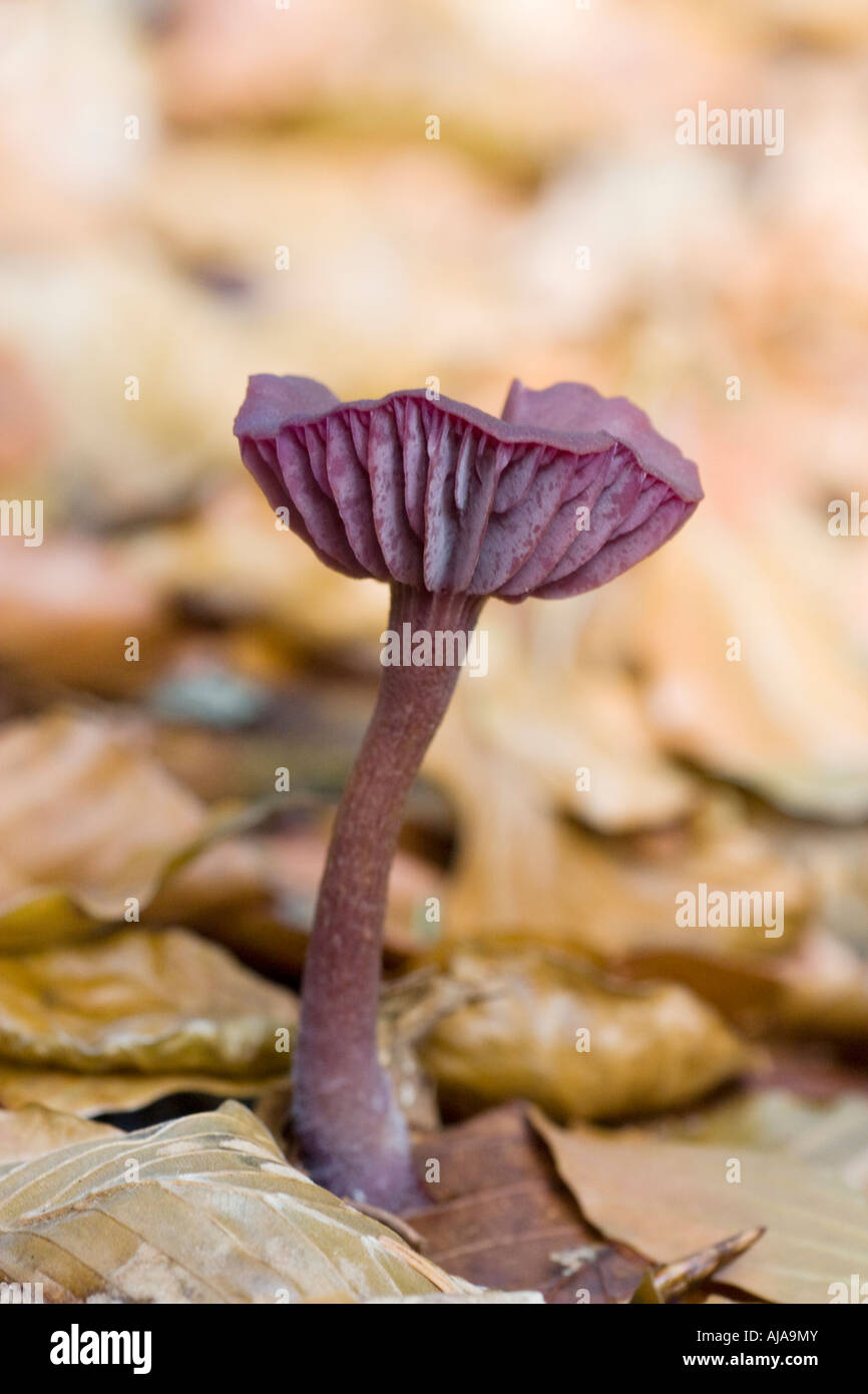 Amethyst deceiver, Laccaria amethystea, mushroom Stock Photo