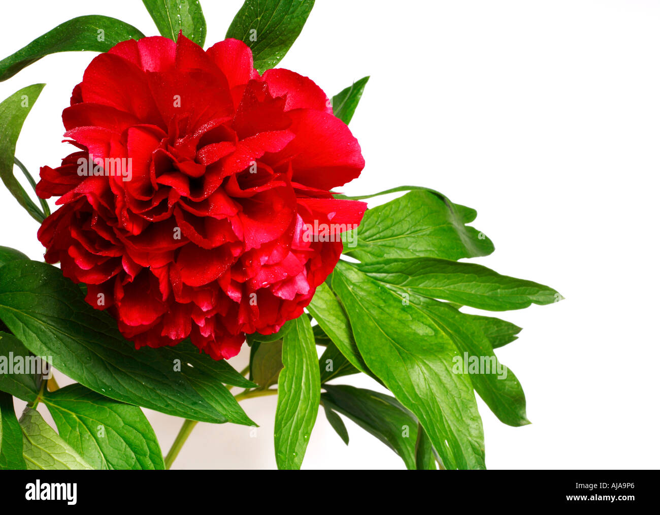 Red peony (paeonia, latin name Paeoniaceae) isolated on a white background Stock Photo