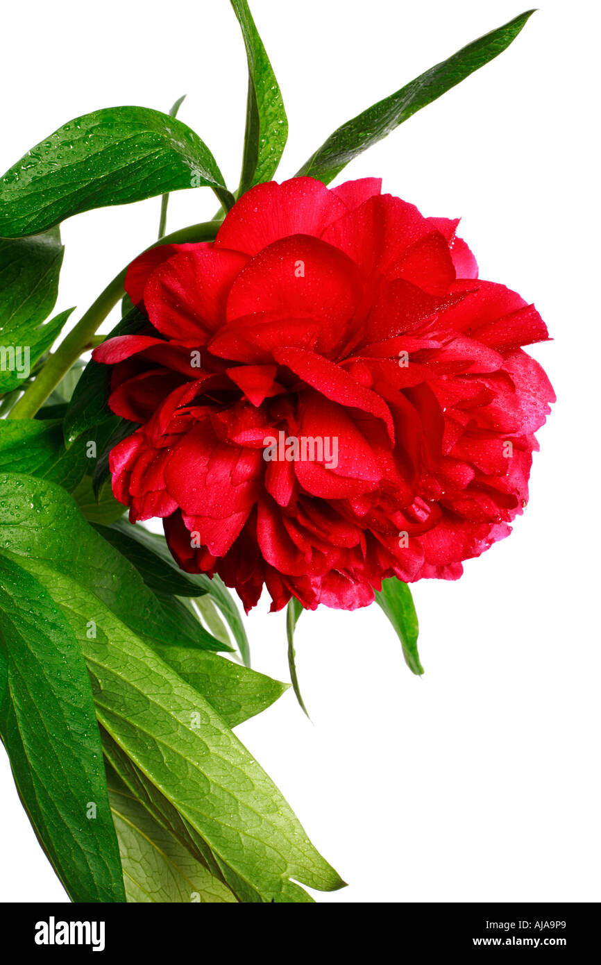 Red peony (paeonia, latin name Paeoniaceae) isolated on a white background Stock Photo