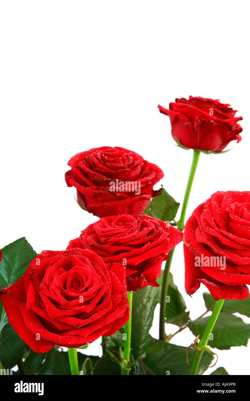 A bouquet of red roses against a white background with copy space above ...