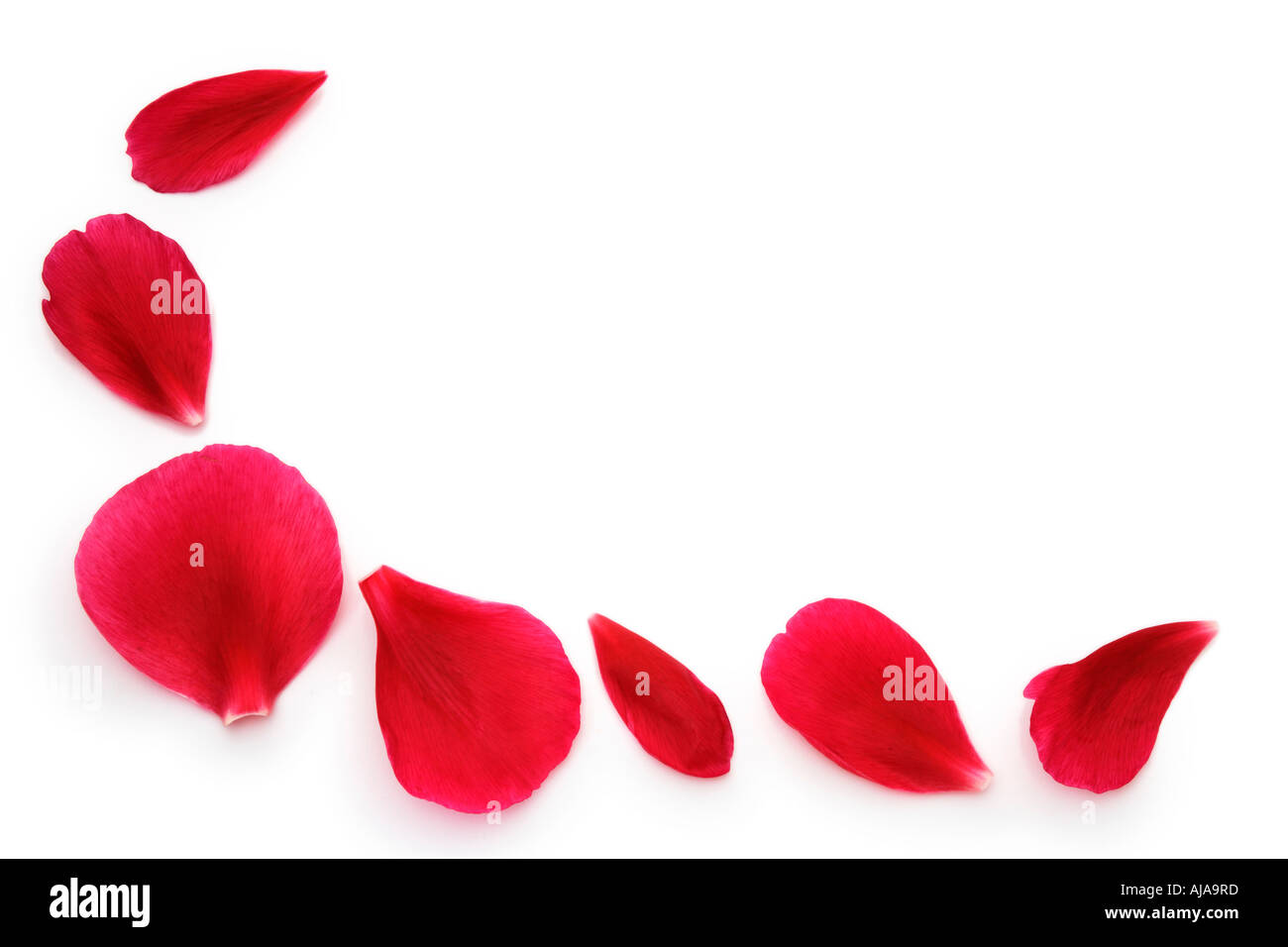 Scattered ruby red petals surrounding a white space for text Stock ...