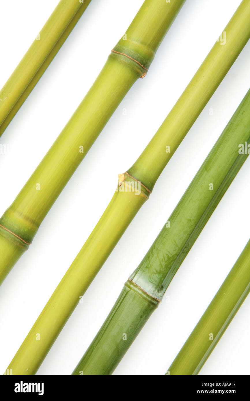 Fresh green bamboo canes in a diagonal pattern Stock Photo Alamy