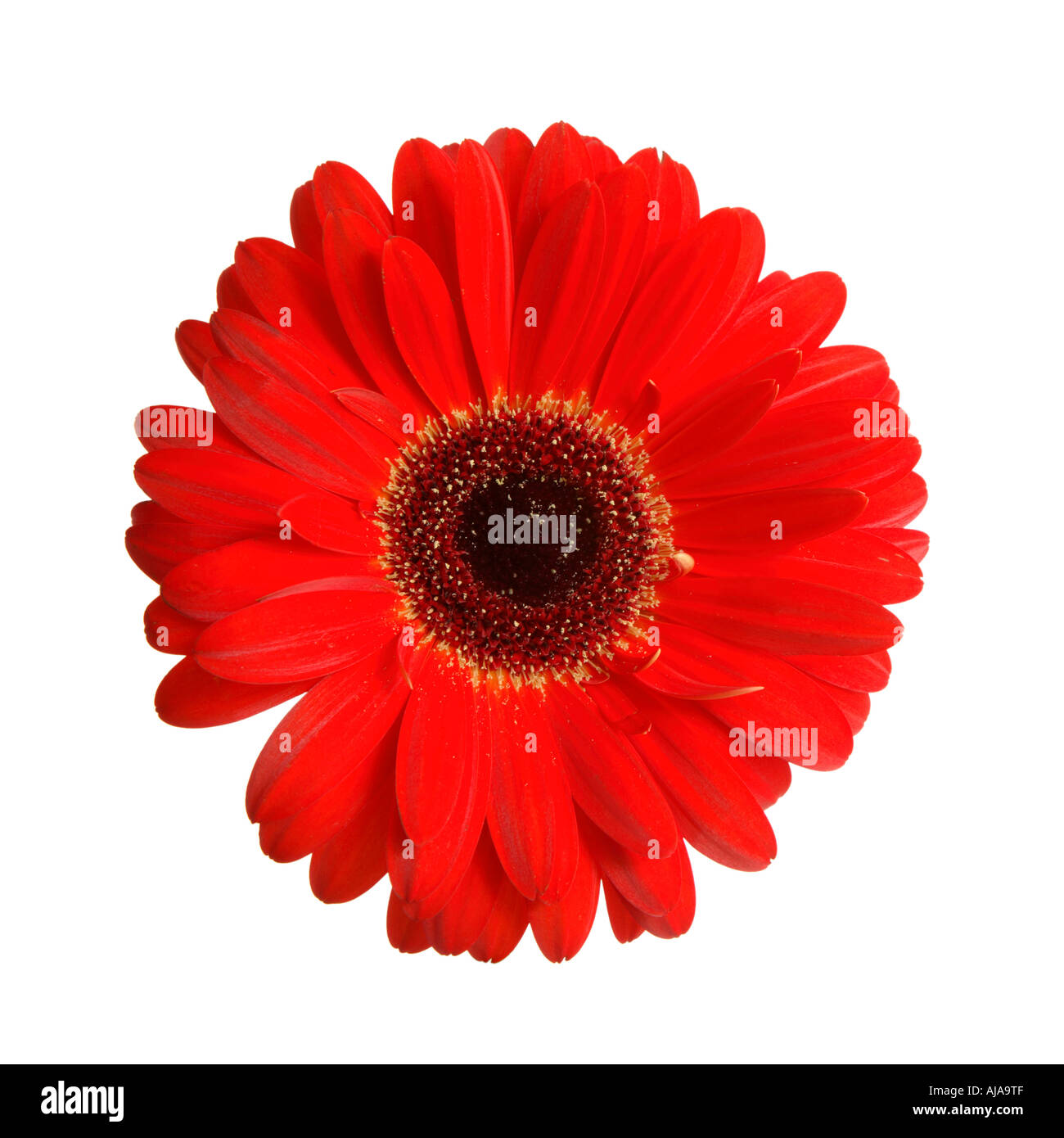 Red gerbera isolated on a white background Stock Photo