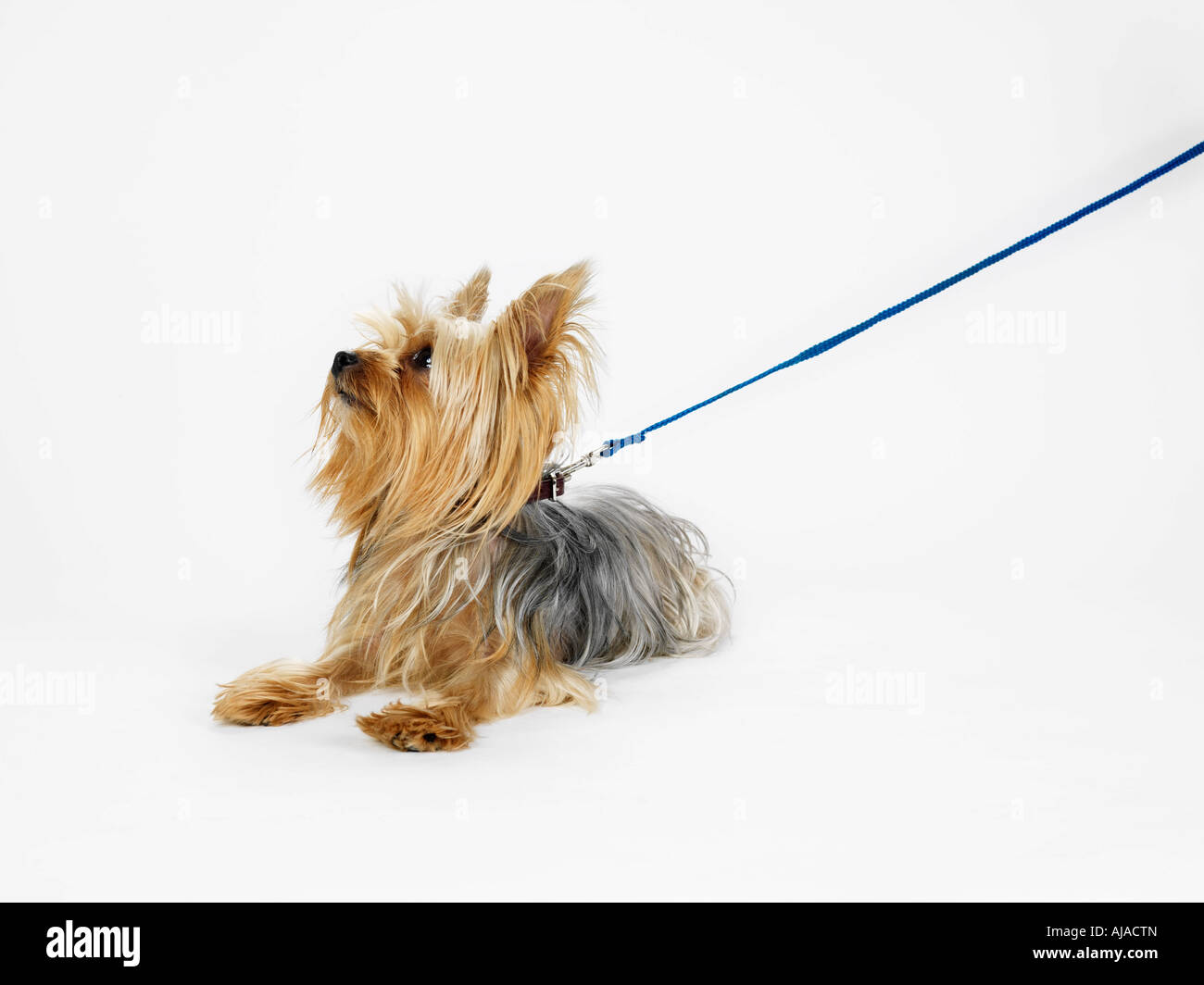 yorkie leash