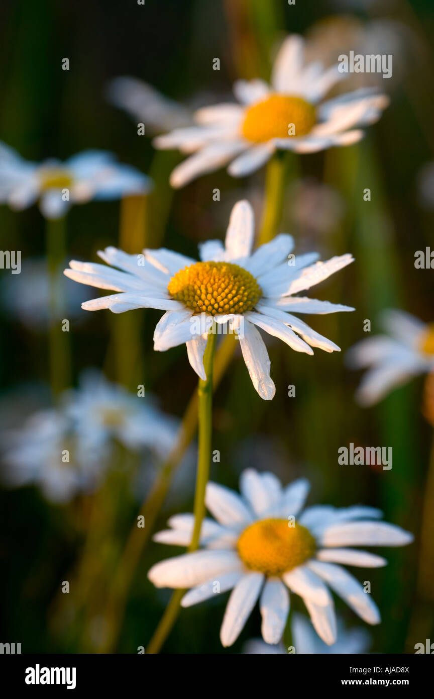 Chamomile in a meadow setting Stock Photo - Alamy