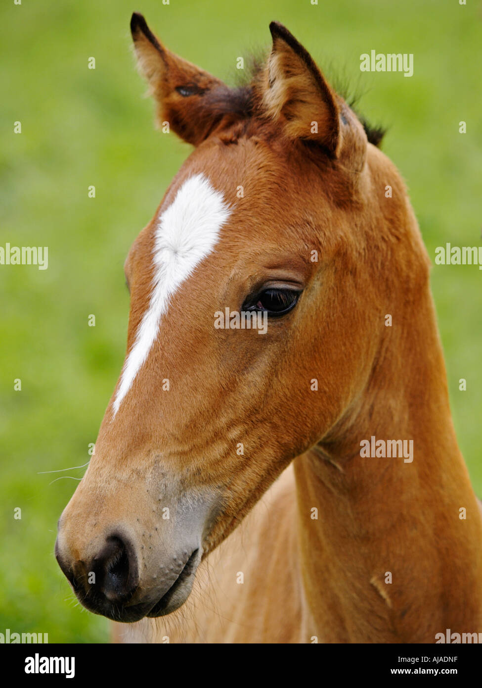 Portrait of a young thoroughbred foal named Bambi Ruurlo Gelderland the Netherlands Stock Photo