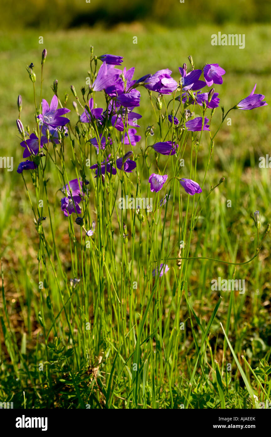 Harebell [campanula rotundifolia] in a meadow setting with drops of dew on petals Stock Photo