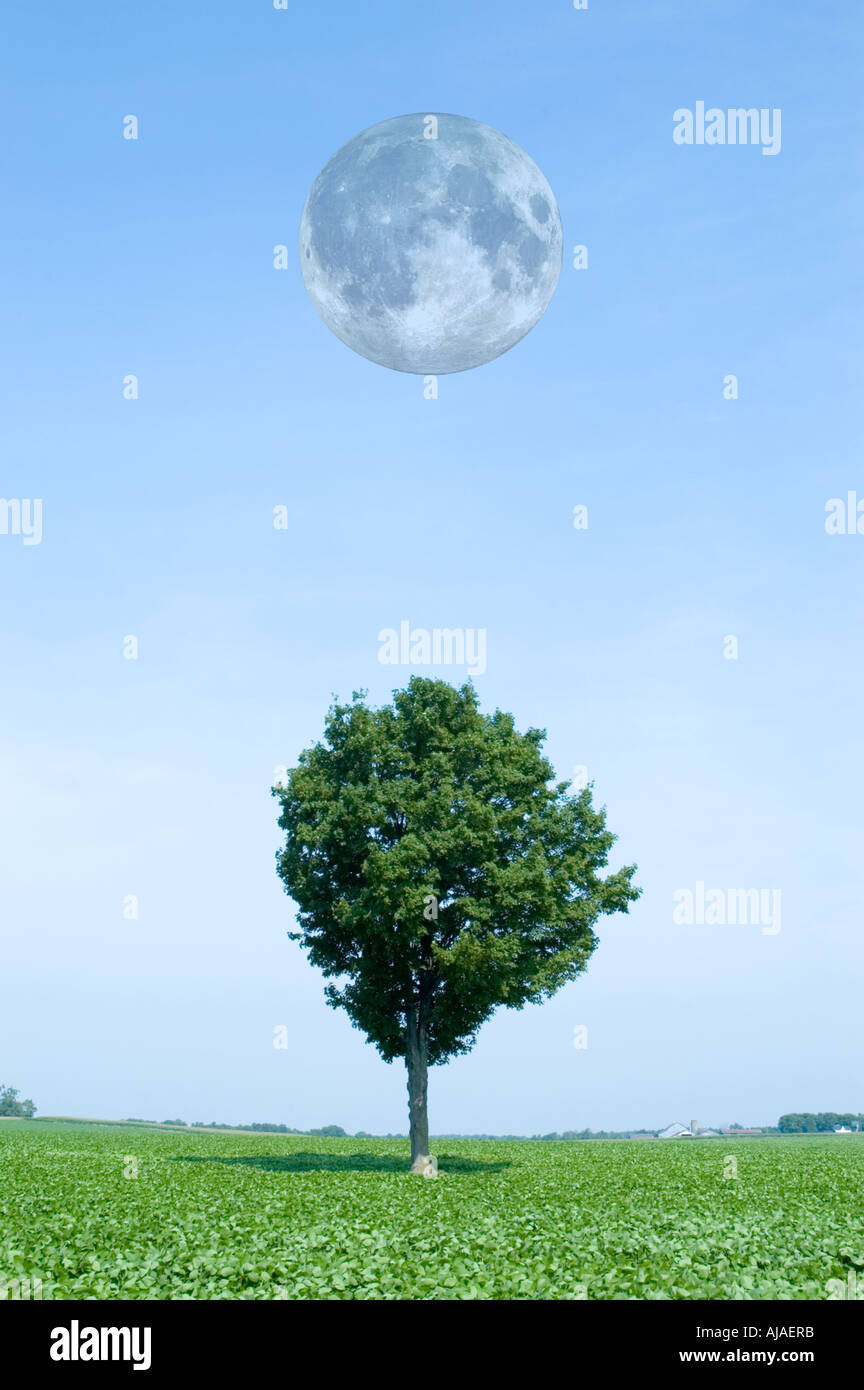 Full moon over tree Stock Photo - Alamy