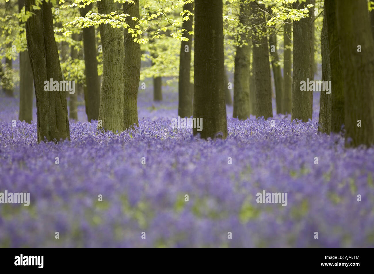 Scented English bluebell wood in spring, Chiltern, UK. Stock Photo