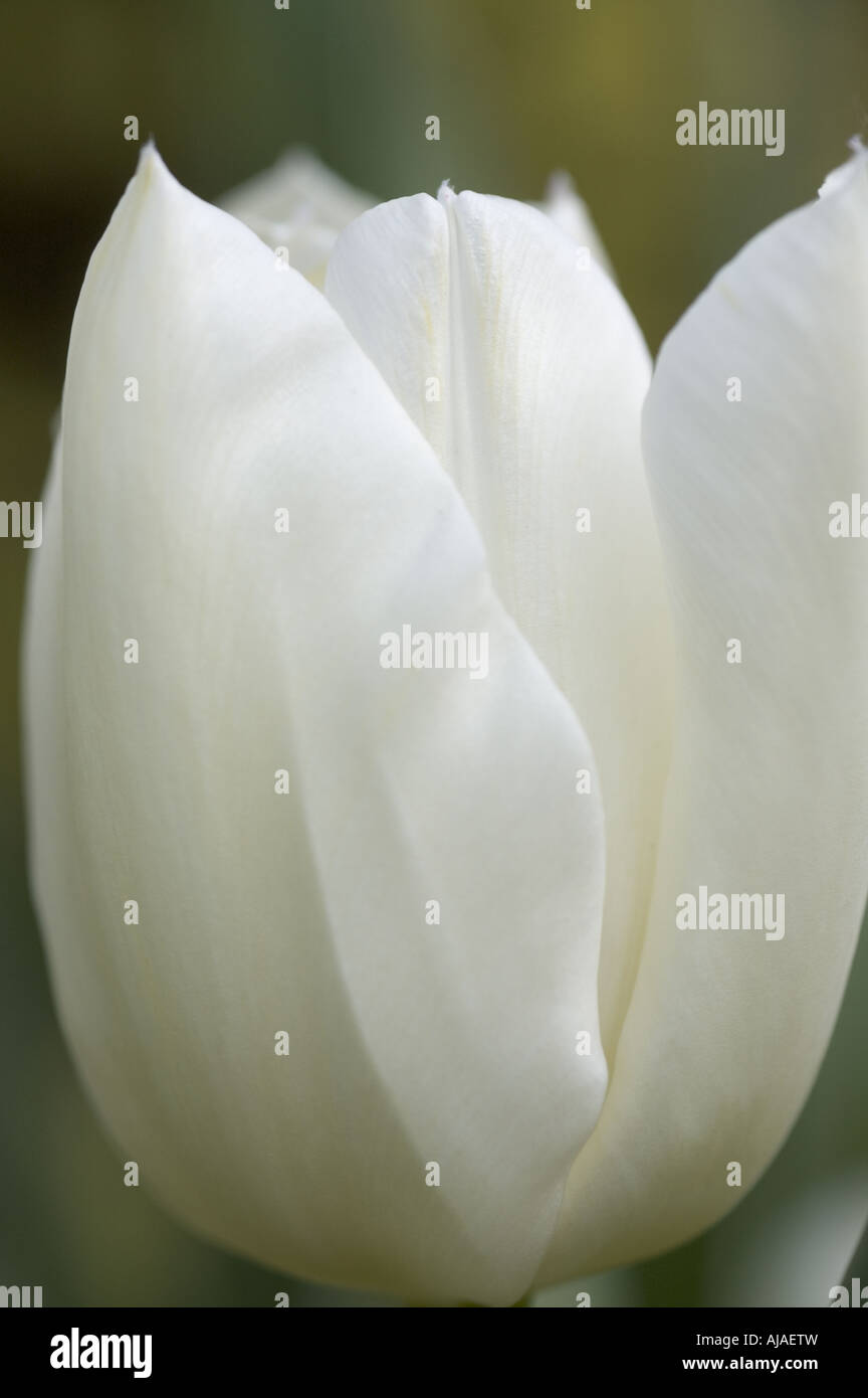 "City of Vancouver" is a lateflowering, longstemmed, single flower