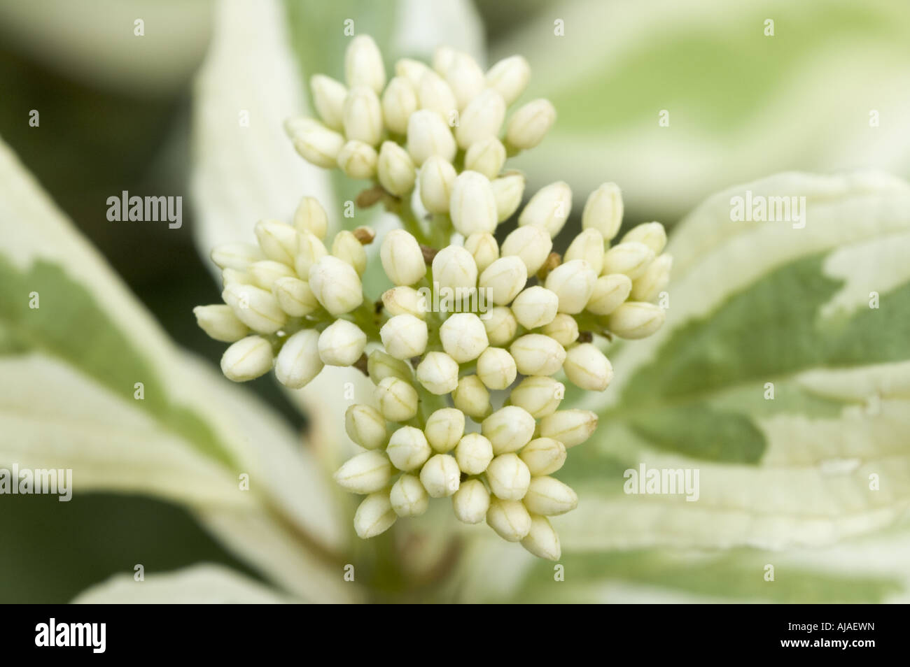 Dogwood flower buds Stock Photo Alamy