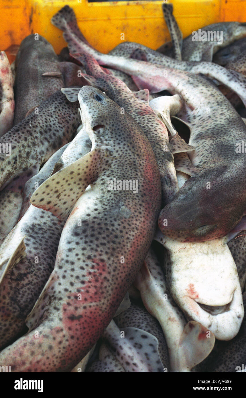 Rough sharks hi-res stock photography and images - Alamy