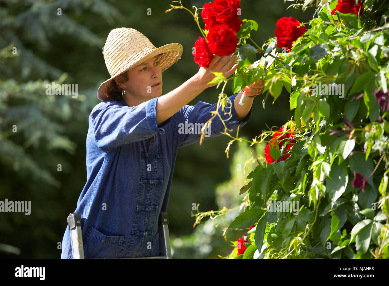Woman model released pruning roses in a garden Dorset England UK Stock Photo