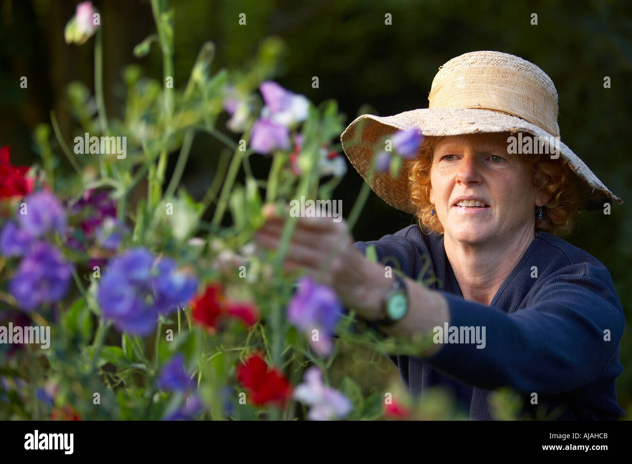 Woman gardening pruning flowers model released Dorset England UK Stock Photo