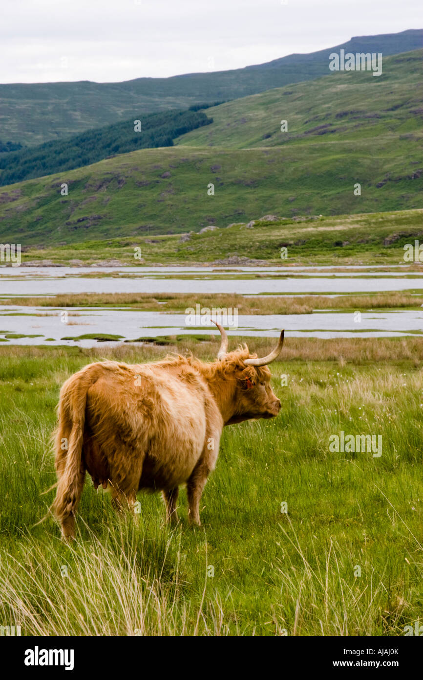 Highland Cow in scottish scenery Stock Photo - Alamy
