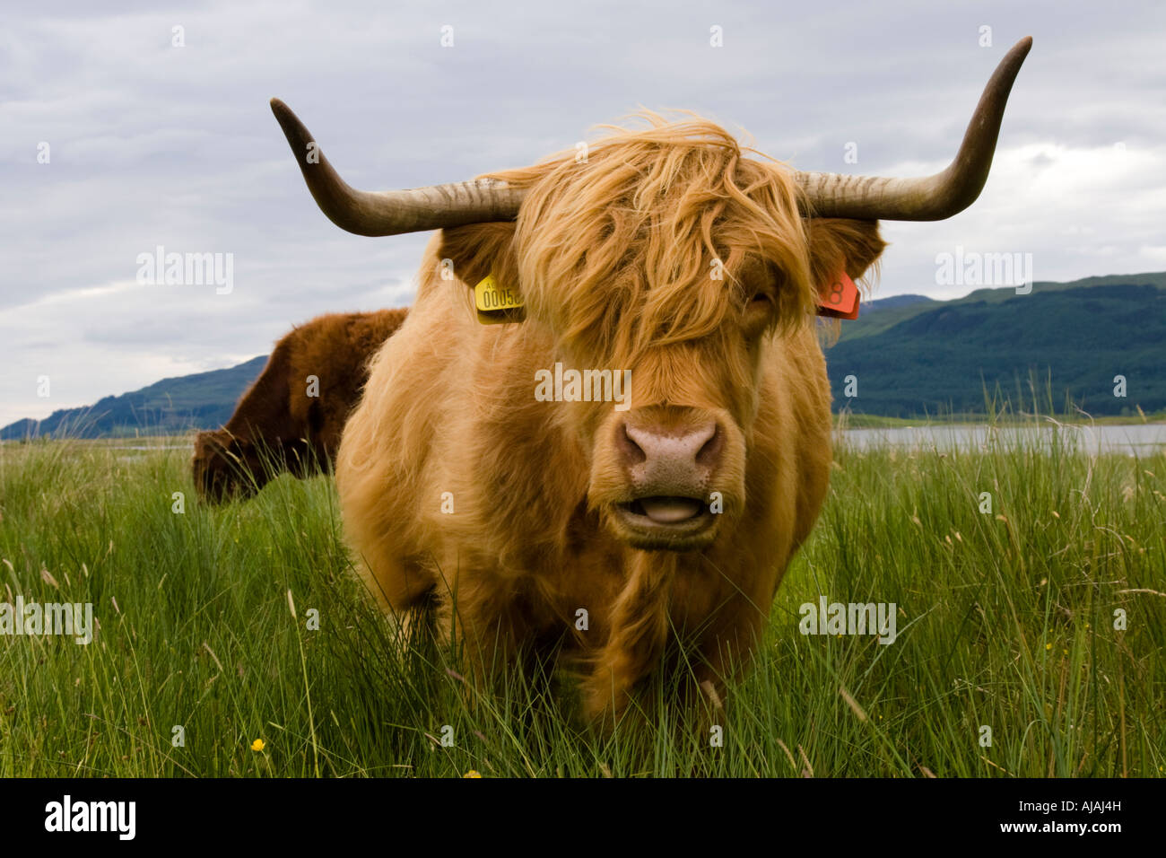 Highland cows from Scotland Stock Photo