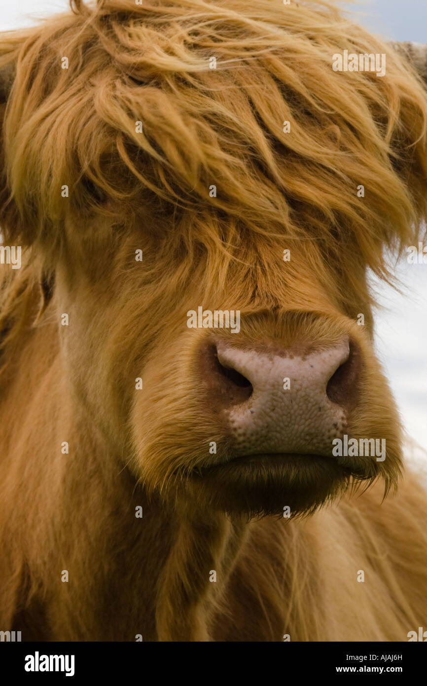 British beef cow hi-res stock photography and images - Alamy