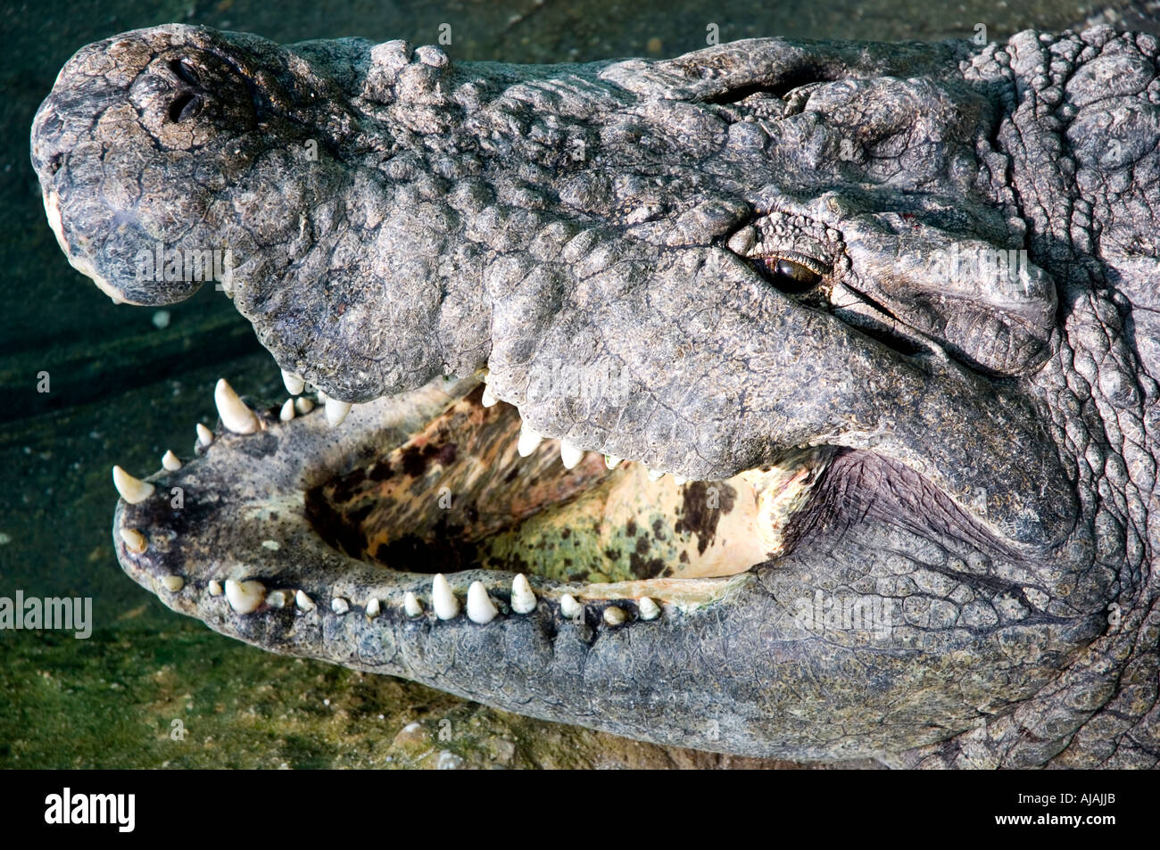 a big crocodile Stock Photo - Alamy