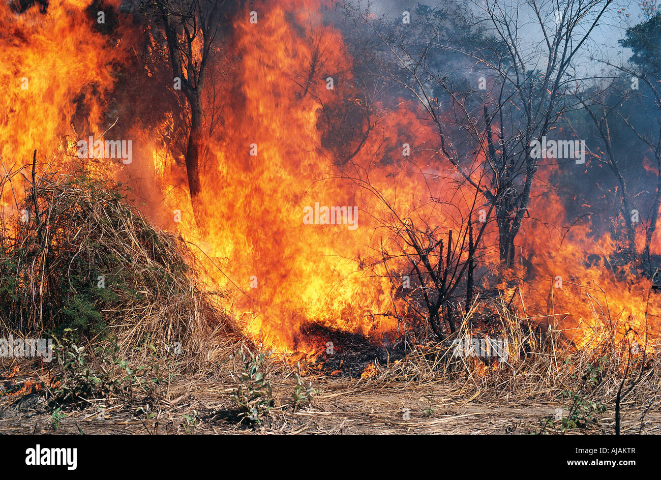A grass fire burning in Bangangai Reserve South Sudan Stock Photo