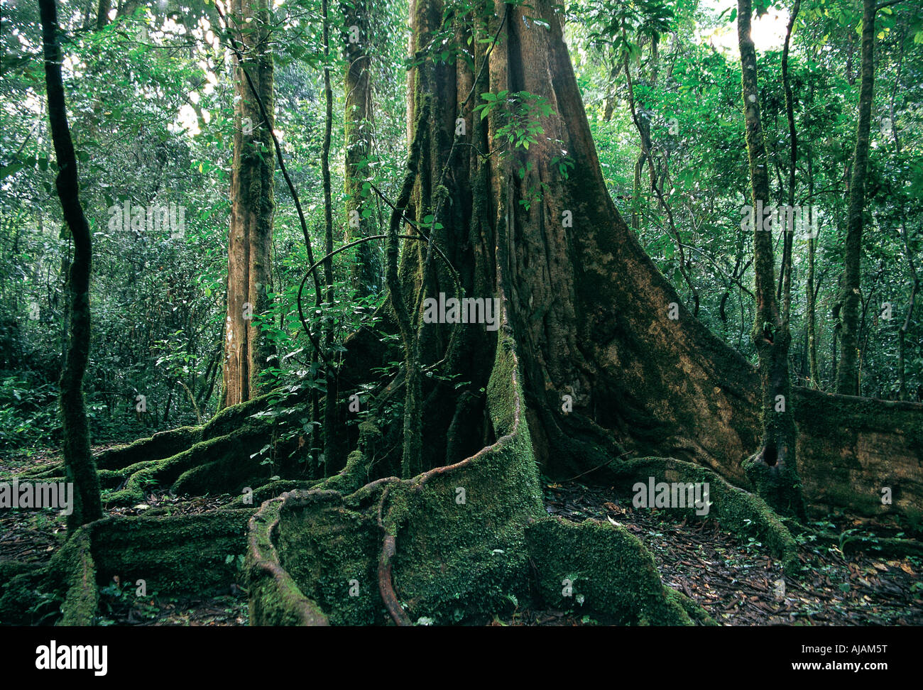 Mahogany tree africa rainforest hires stock photography and images Alamy