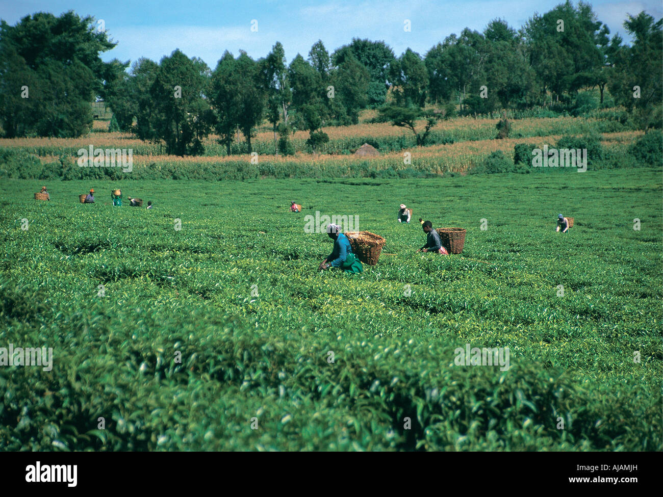 Tea pickers near Kericho Western Kenya Stock Photo