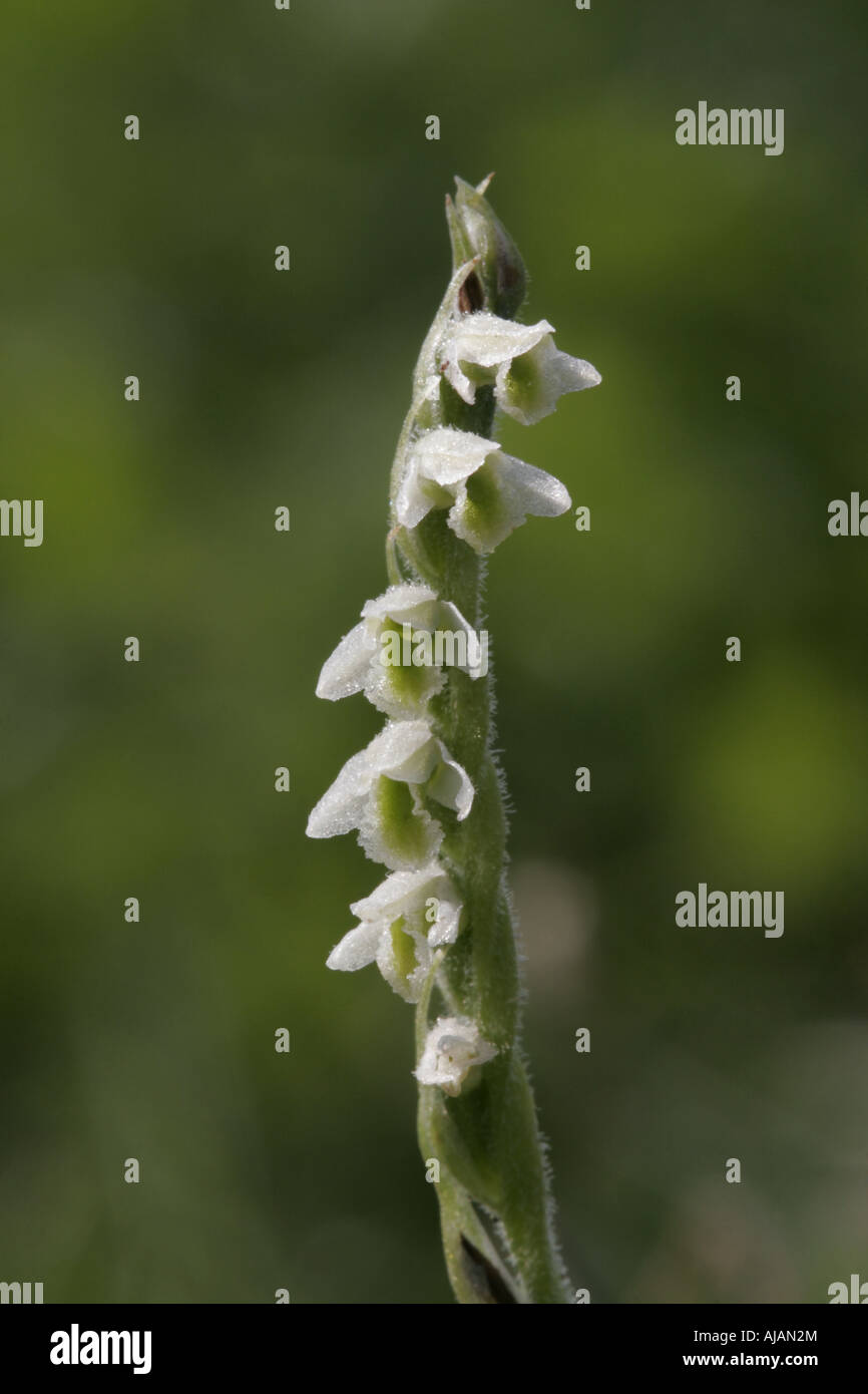 Flower spike of Autumn Lady's-Tresses, spiranthes spiralis Stock Photo