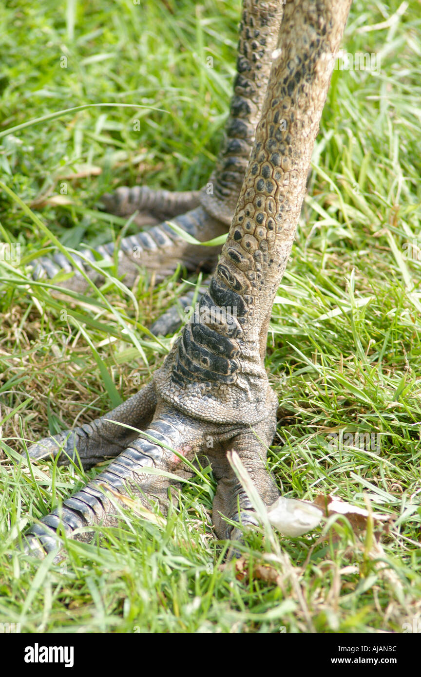 Emu legs hires stock photography and images Alamy