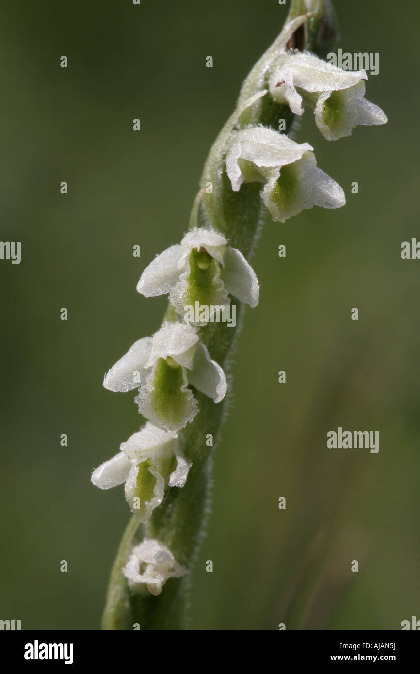 Flower spike of Autumn Lady's-Tresses, spiranthes spiralis Stock Photo