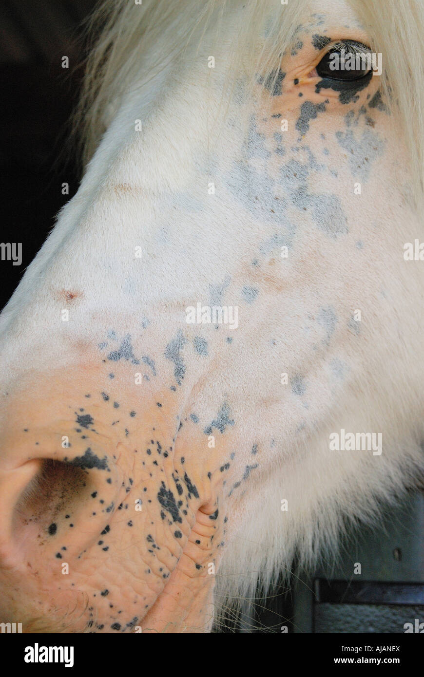 Close up facial image of a pure white horse with very pink skin showing around nose and eye Stock Photo