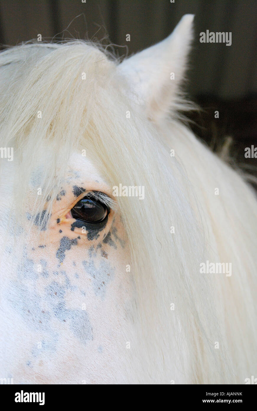Close up facial image of a pure white horse with very pink skin showing around its eye Stock Photo