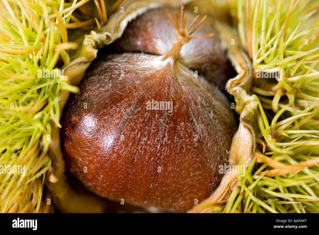 Chestnuts (Castanea sativa ) in Their Shell Stock Photo