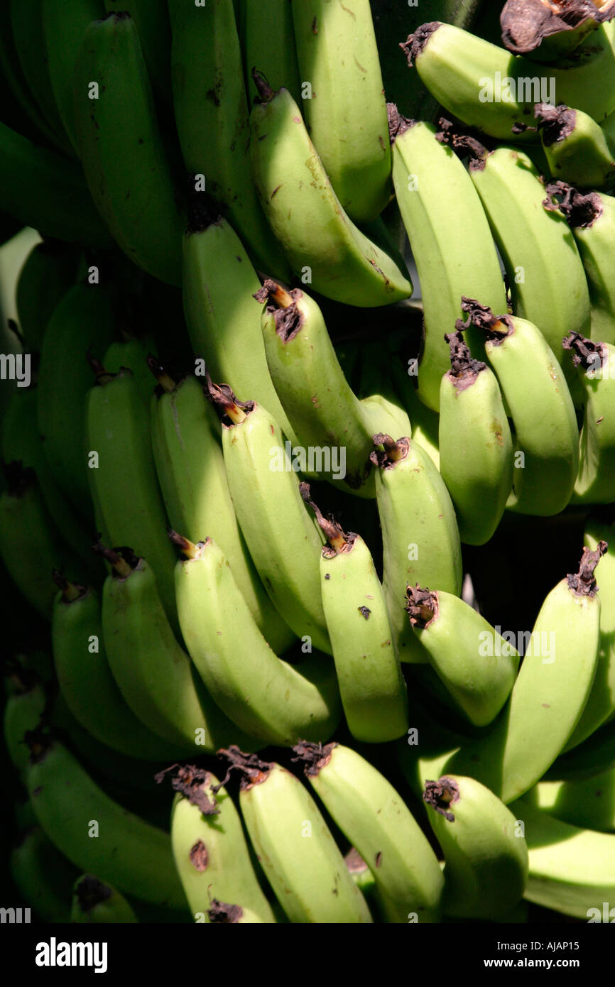 Bananas Eden Project Cornwall Stock Photo Alamy