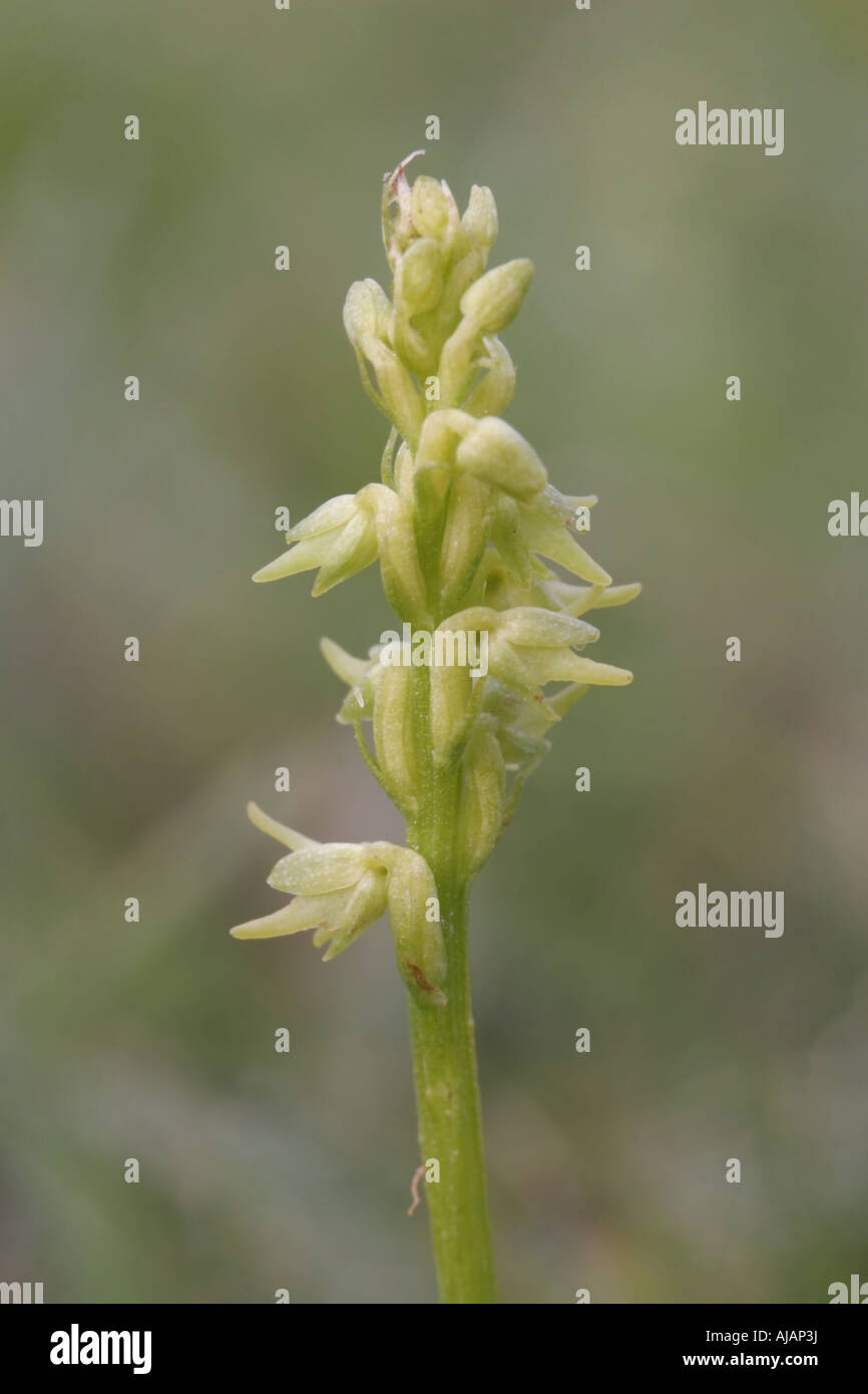 Flower spike of a musk orchid, herminium monorchis. Stock Photo