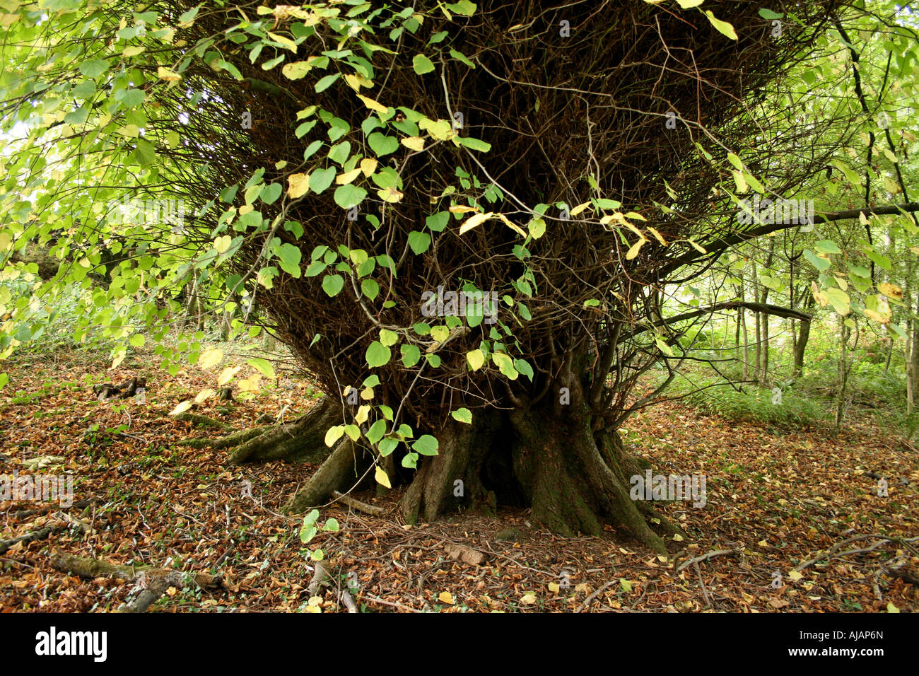 Autumn Tree, Gelli Aur County Park Stock Photo