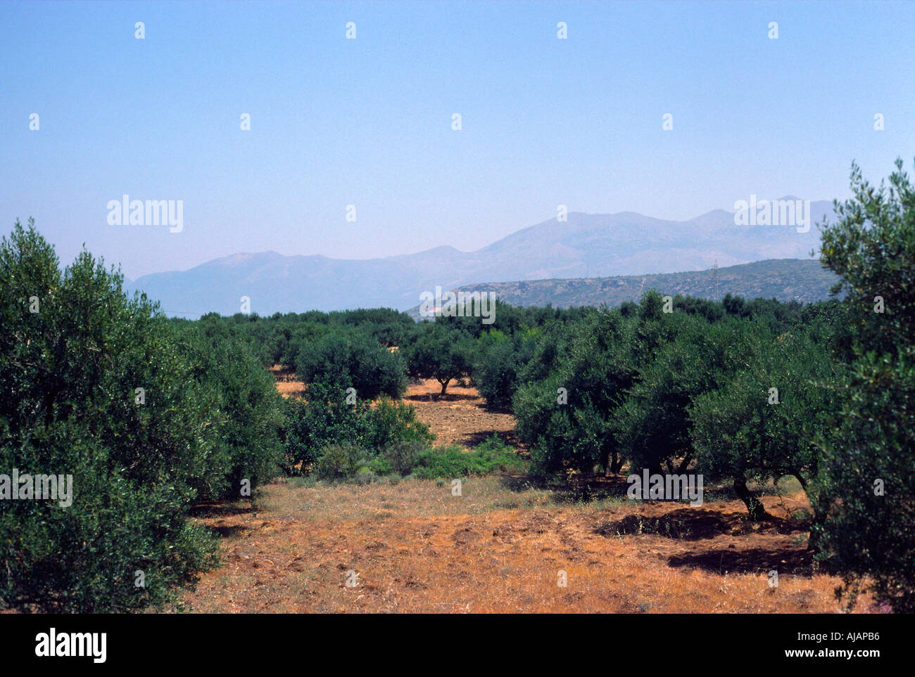 crete greece rural district with olive plantations Stock Photo - Alamy